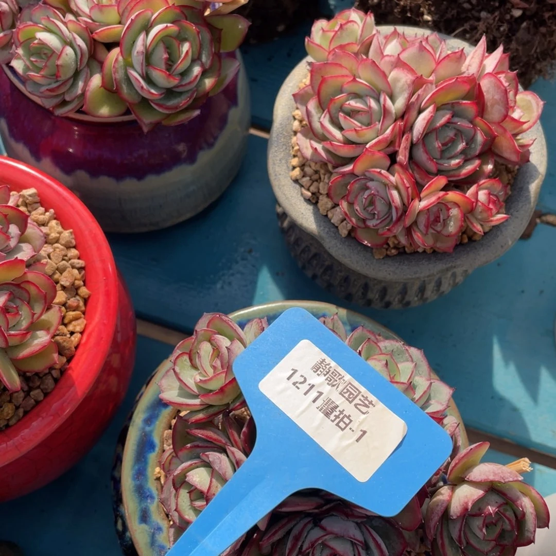 1212-1-全状态牡丹亭群一颗量拍