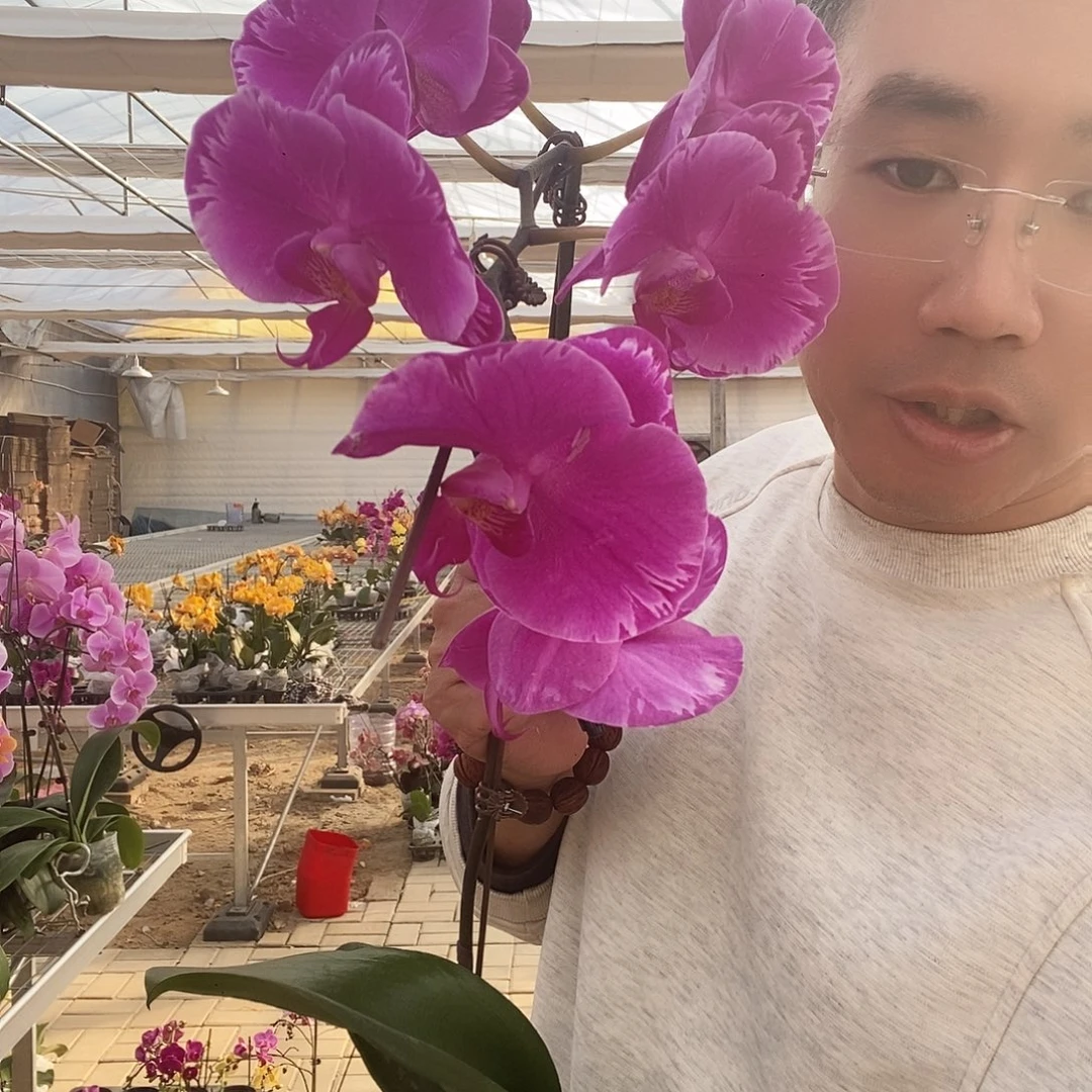 完全开放潮流带花花后苗不售后3.5寸