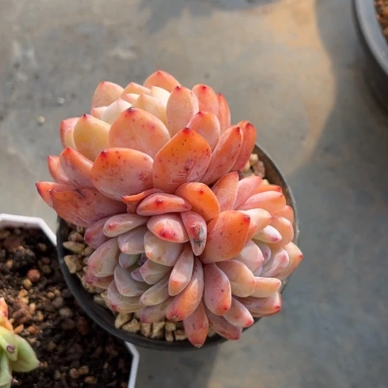 橙梦露 夏鸣园艺