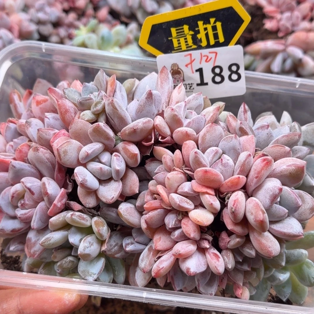 多肉植物多肉植物