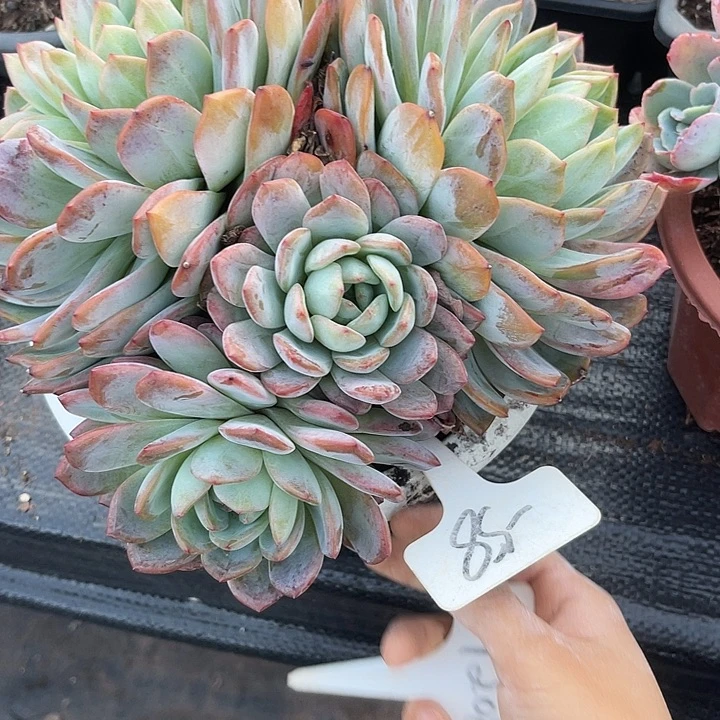 三***)两单包邮，一物一拍58