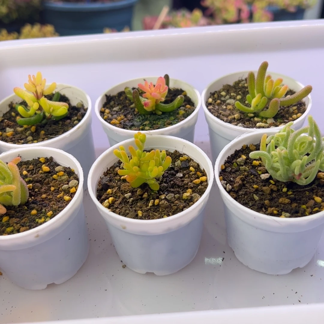 多肉植物枝干6颗锦