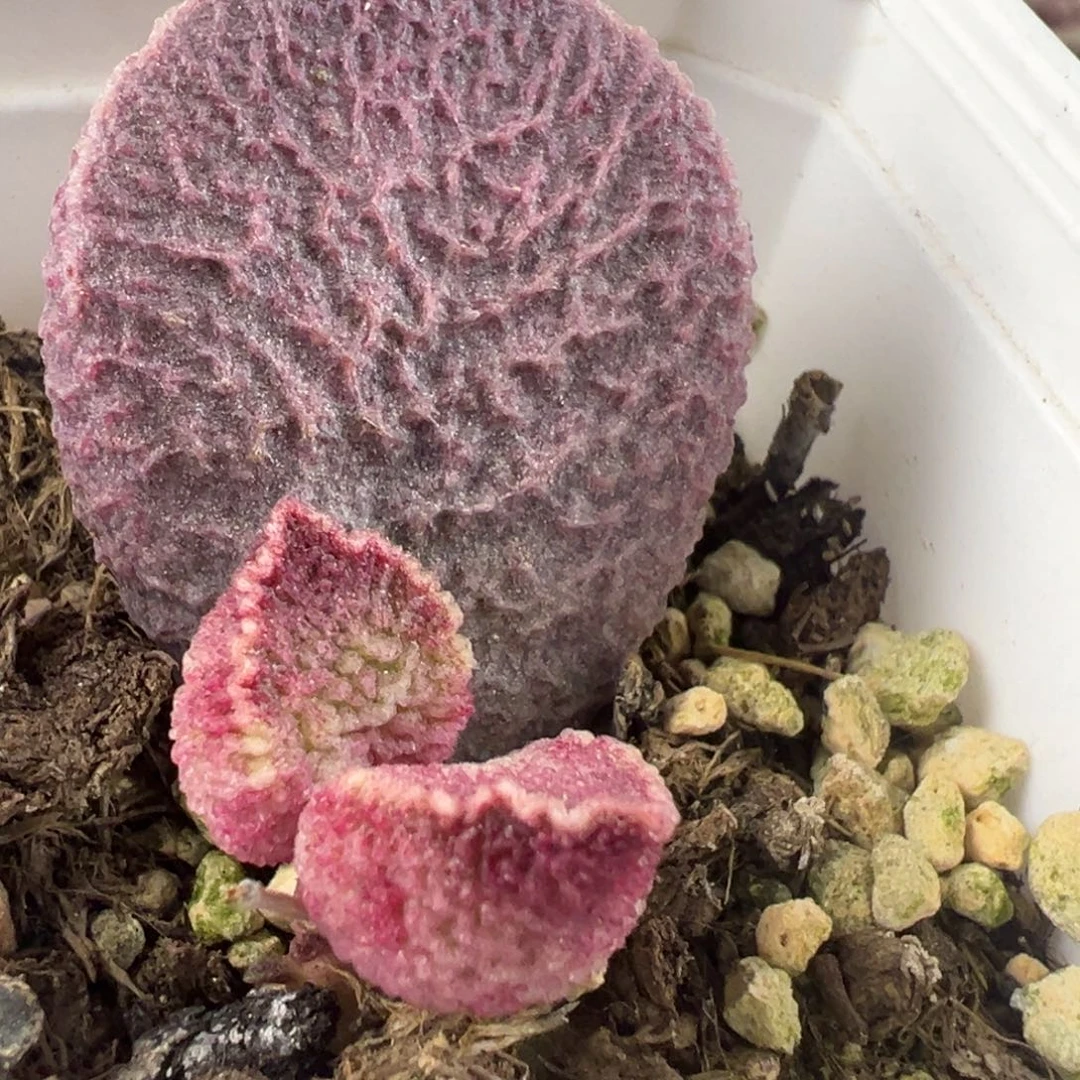 超大母叶哈莫猪肝大苗多肉植物