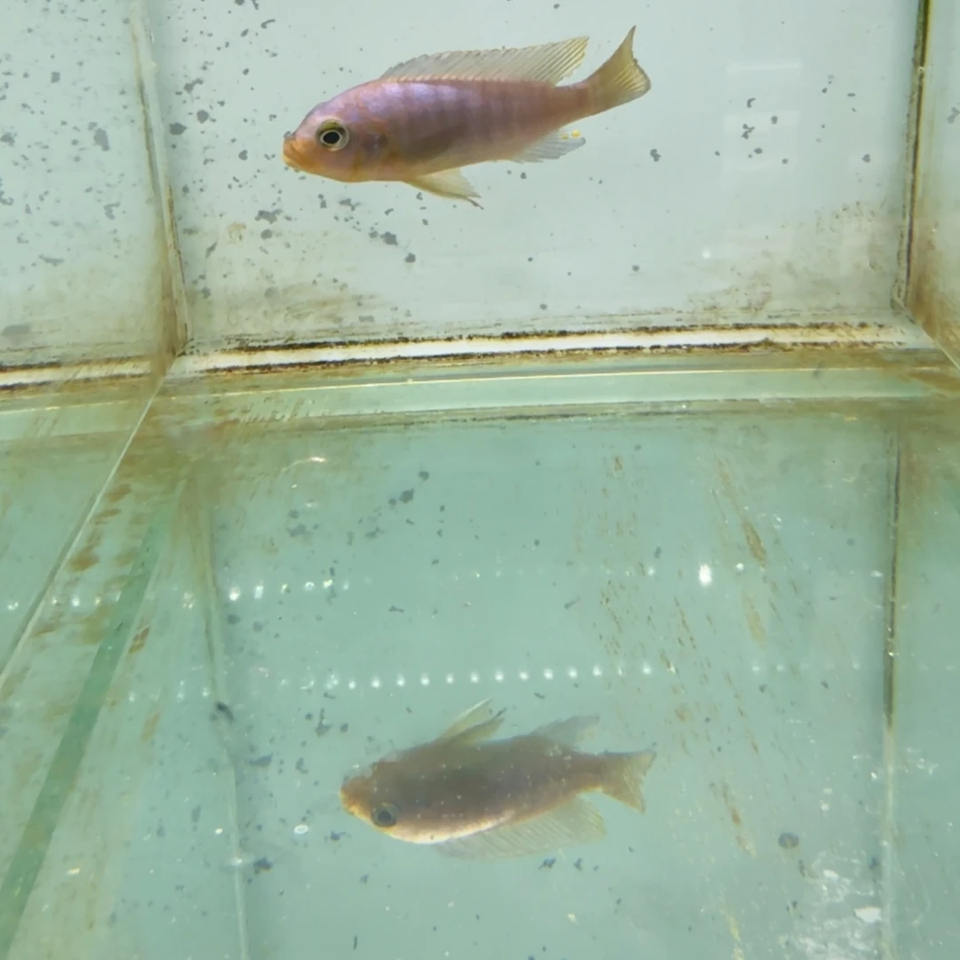 慈鲷克里索1090。