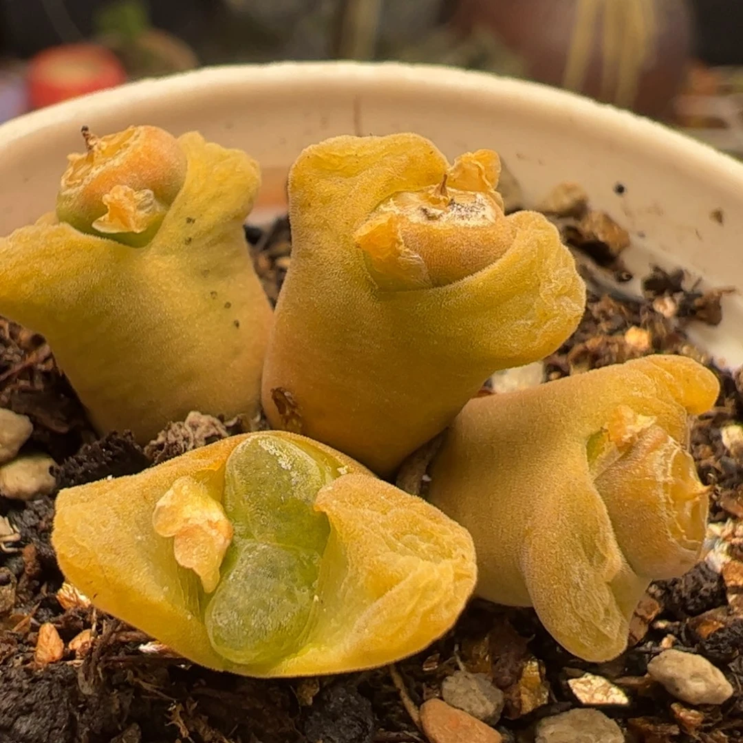 4头母本风铃多肉植物百科