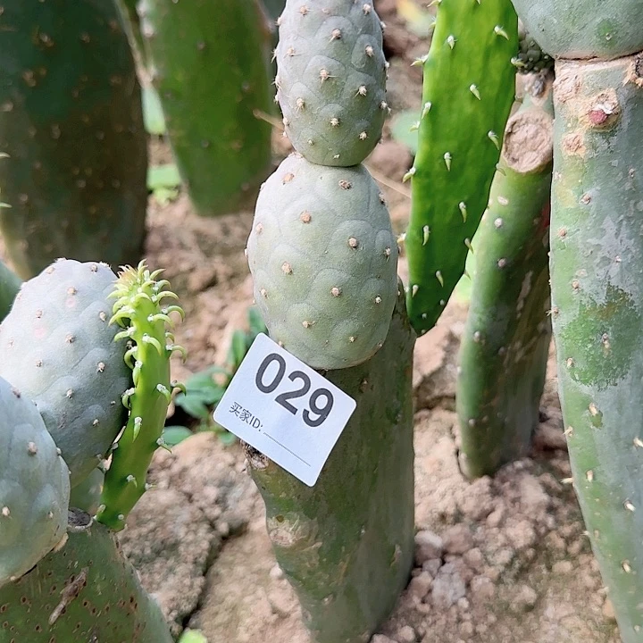 巨型紫皮突绒习志野029