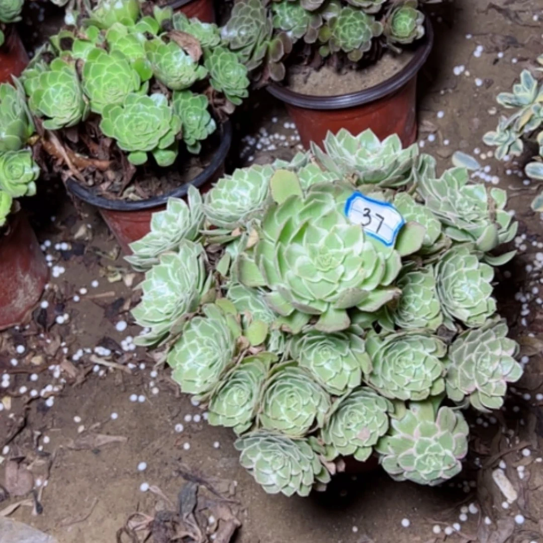 【闪购商品】水蜜桃37