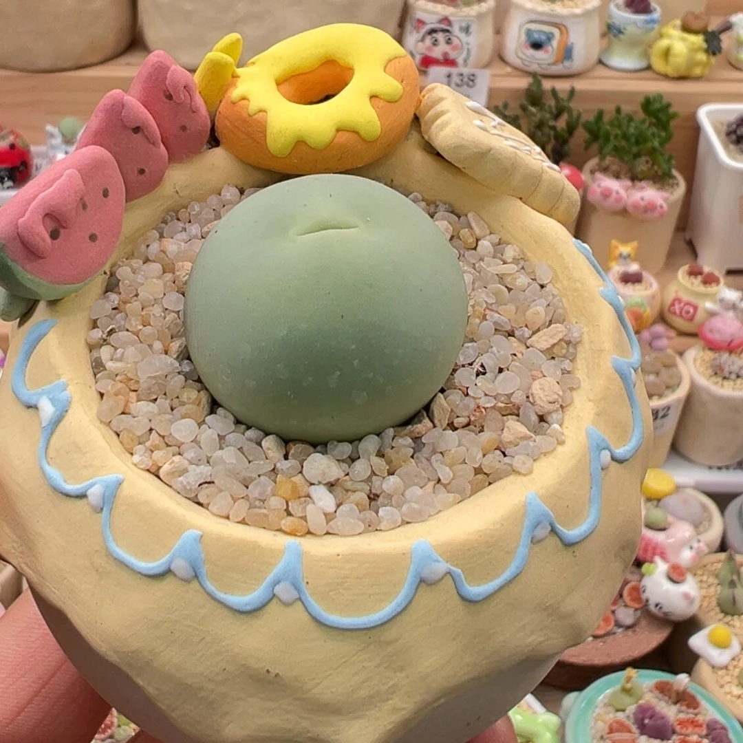 多肉植物实付9.9元包邮9号