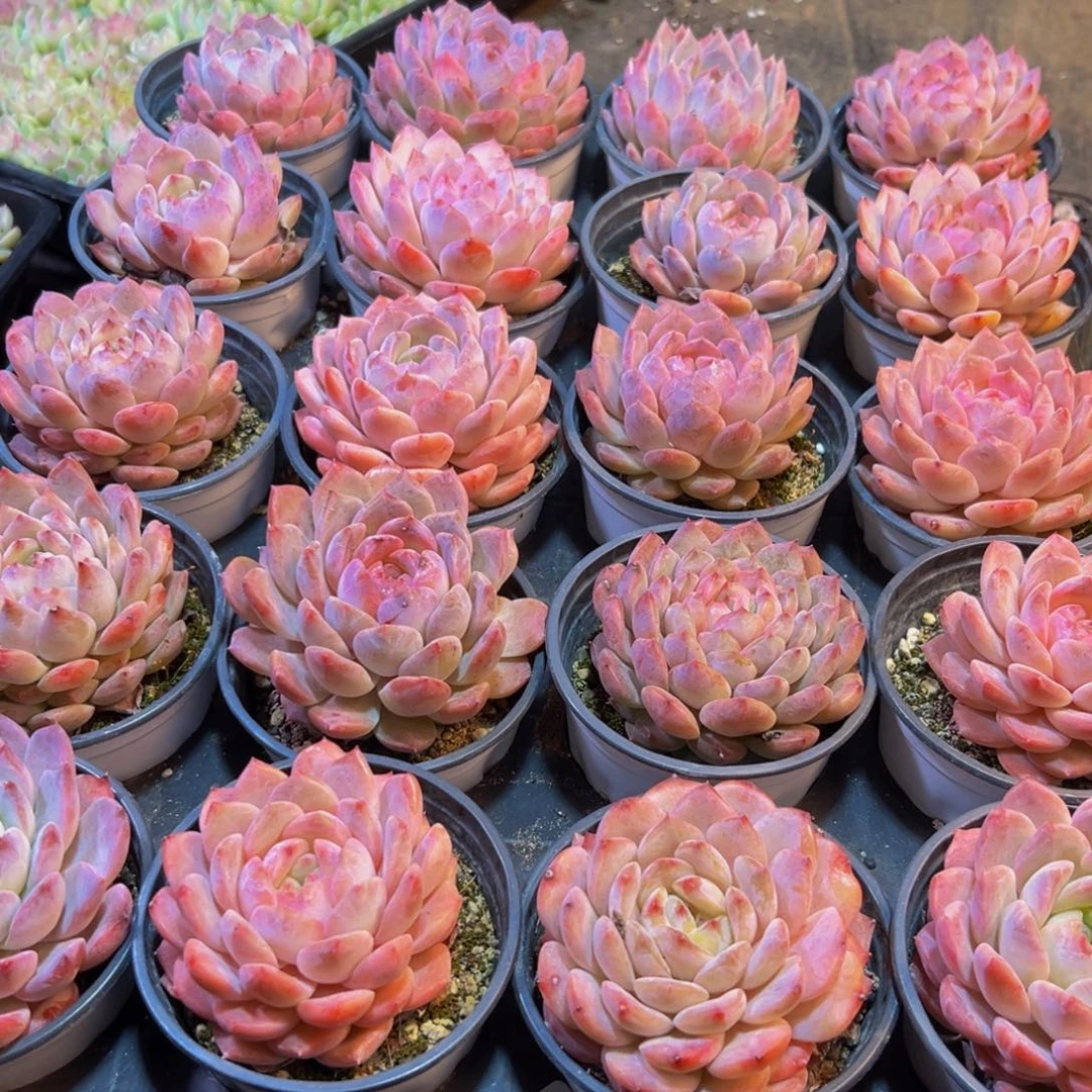 449多肉葡萄领导人物