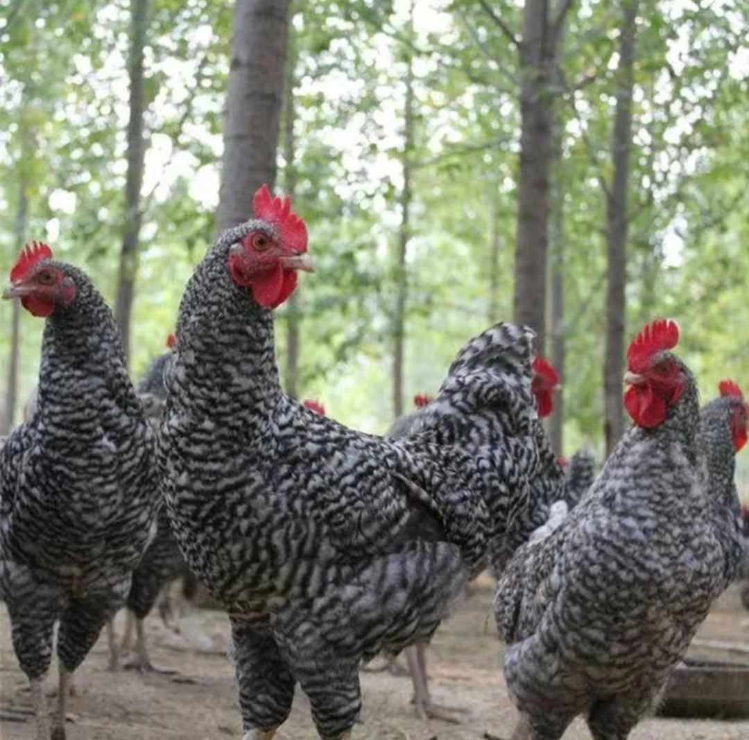 3斤芦花鸡整鸡生鲜快递发货