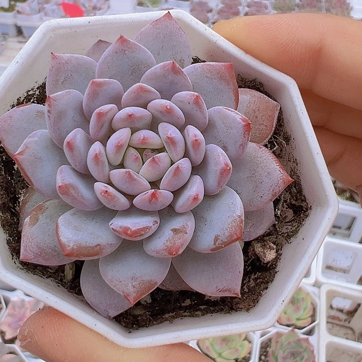 单头星星橙19包邮多肉