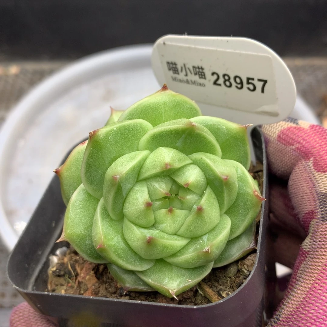 多肉植物麦秆珍妮