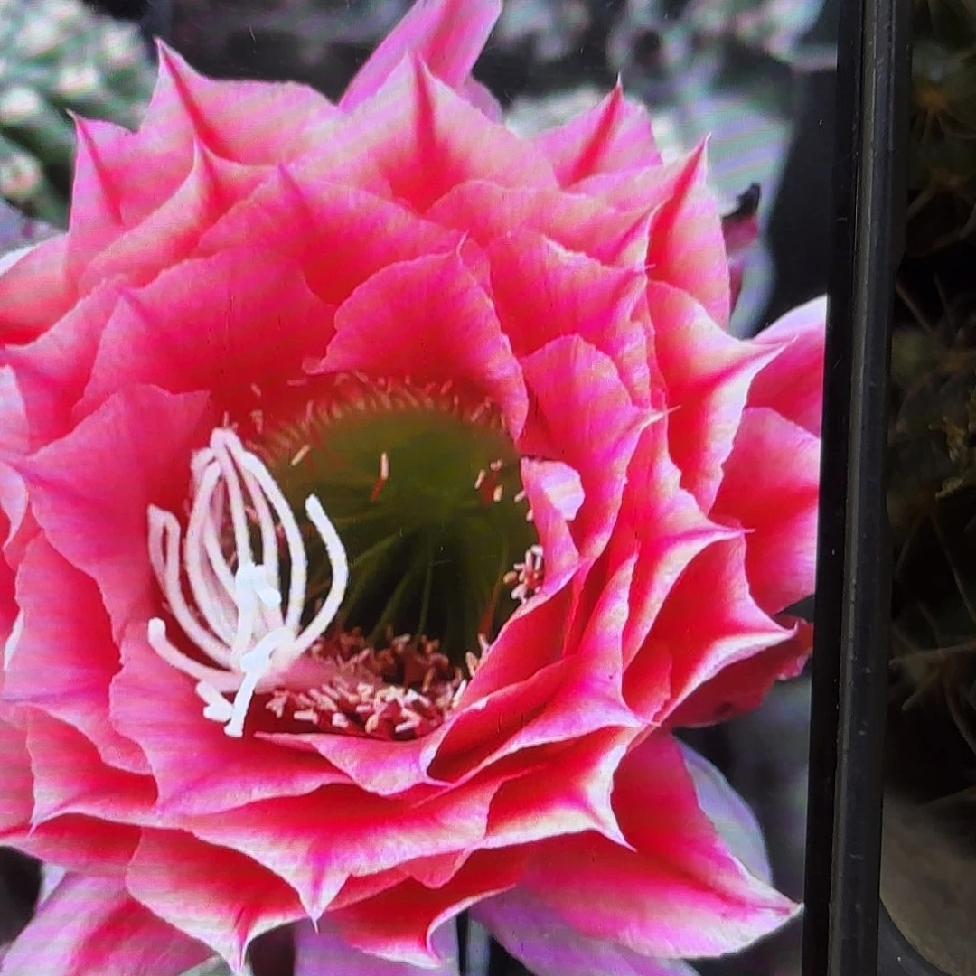 毛01毛无根侧牙20包邮