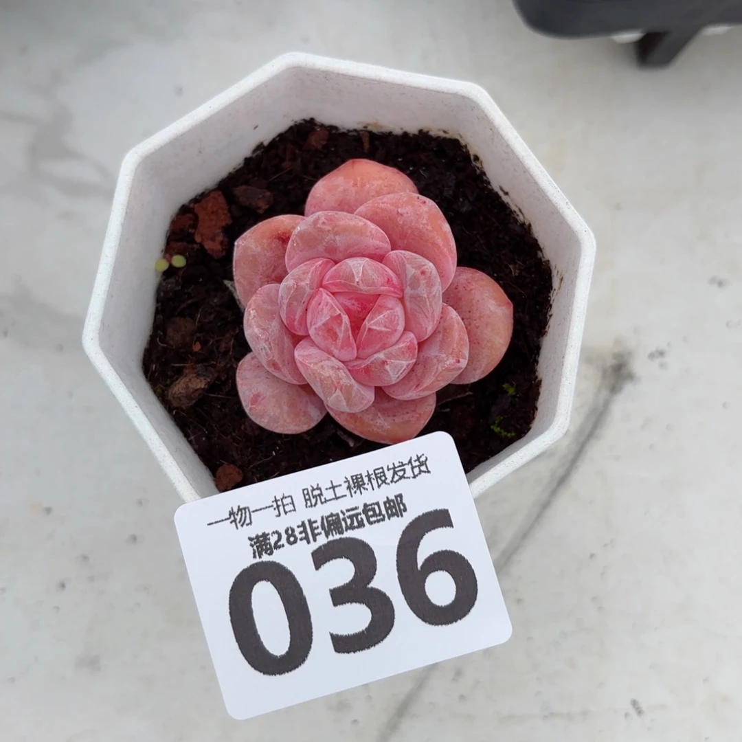 蜜桃橙单头无盆土发货