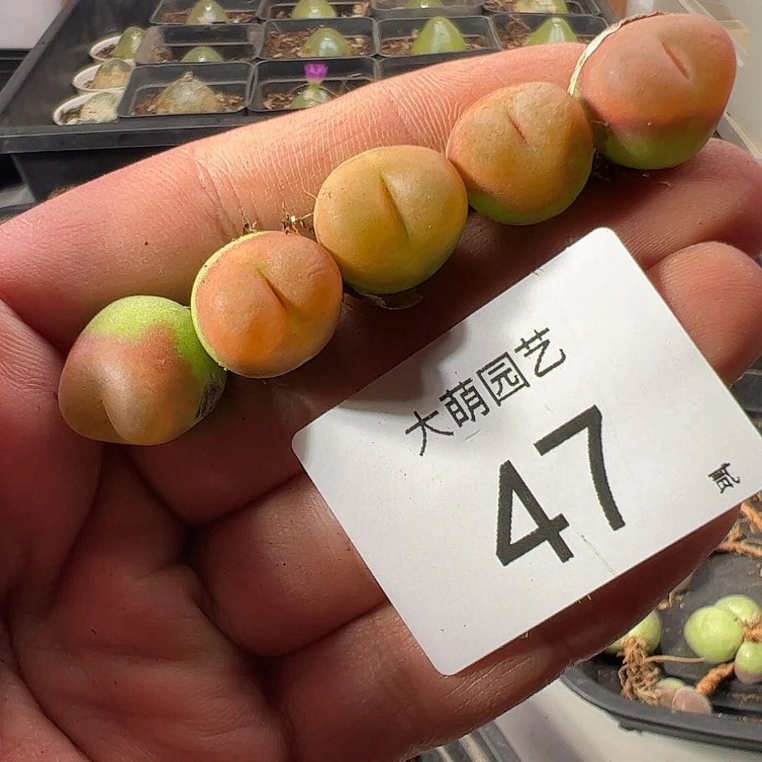 一物一拍1430.5水蜜桃。  47