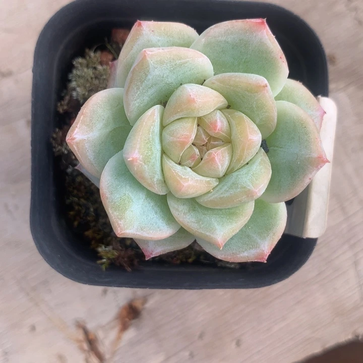 精控绿钻单头多肉