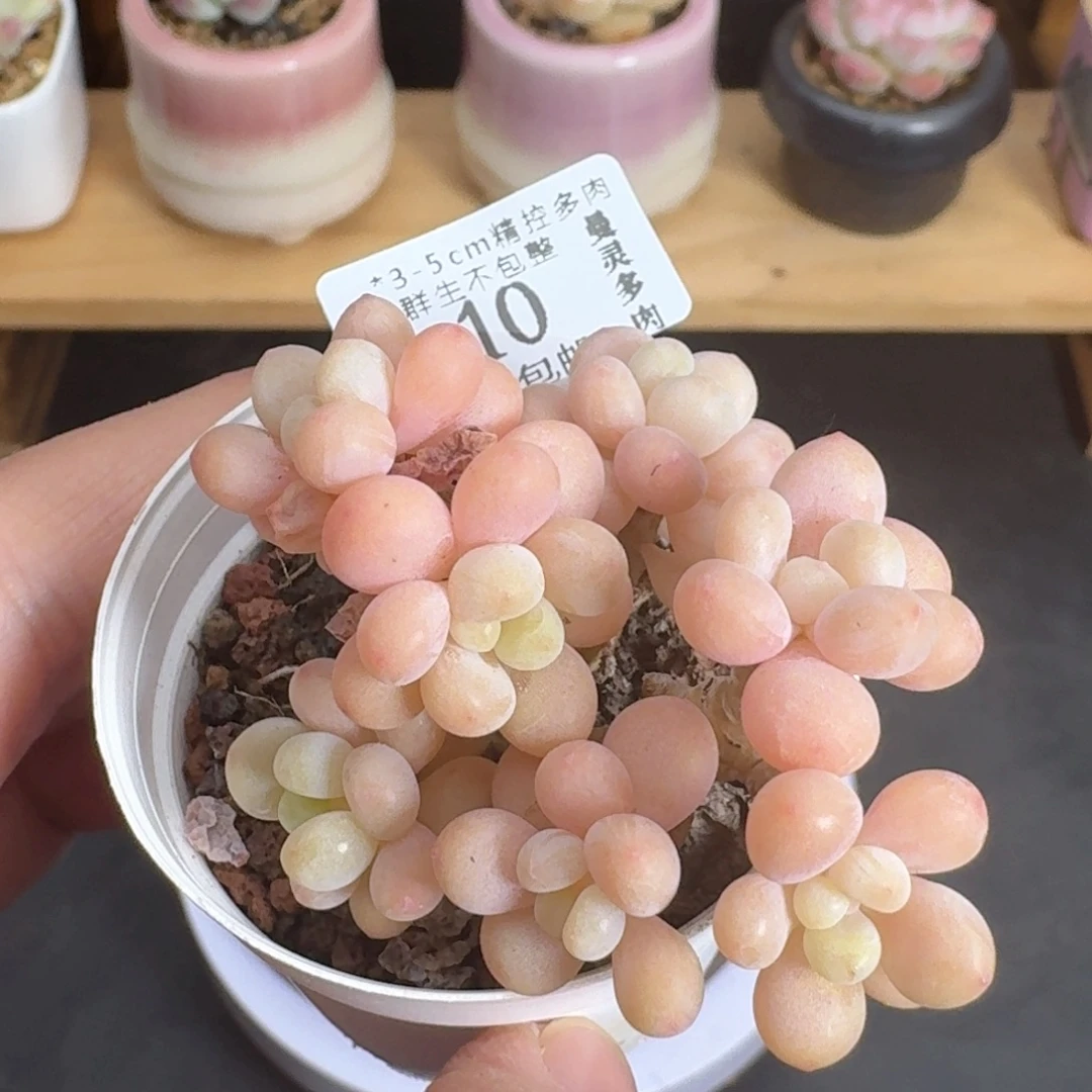 多肉一物一拍2910