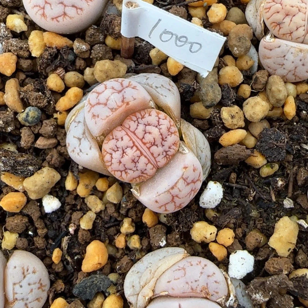 吉***爸1.4. 马哥189  .9018