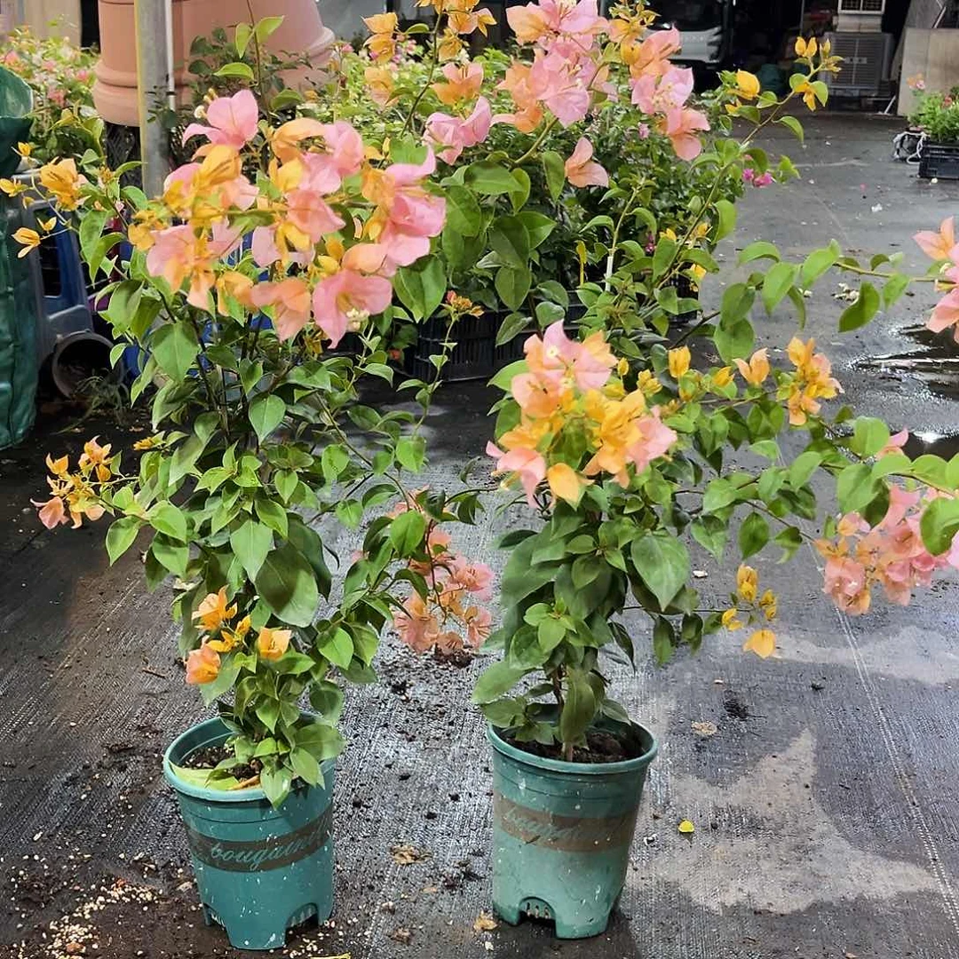 当前无花栽培后可以开花金发女郎带竹一颗