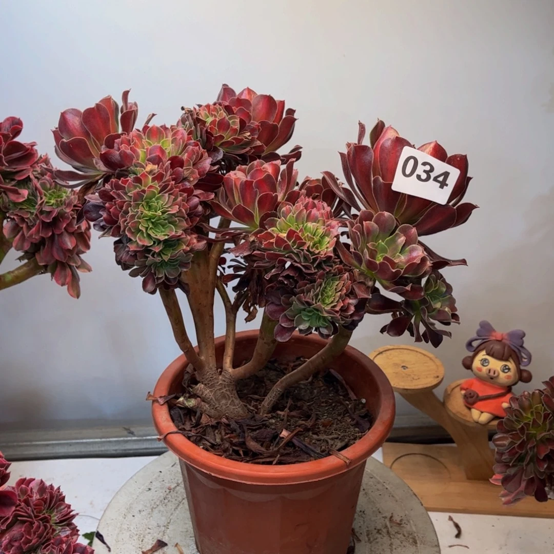 多肉植物花纳锦缀根部有修枝034