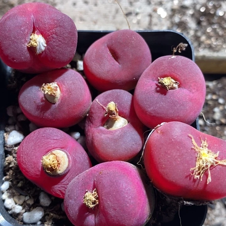 16230有伤一组一组