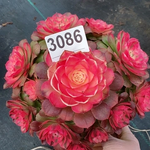 红陶3086荔枝叶子有点干冠17.8多肉