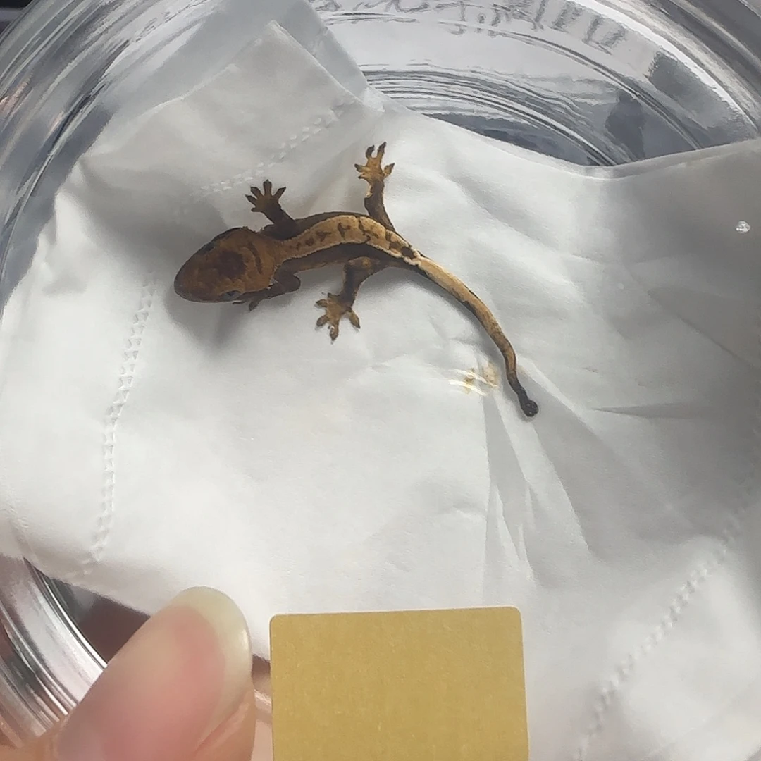 承***️睫角守宫瑕疵睫角守宫幼体