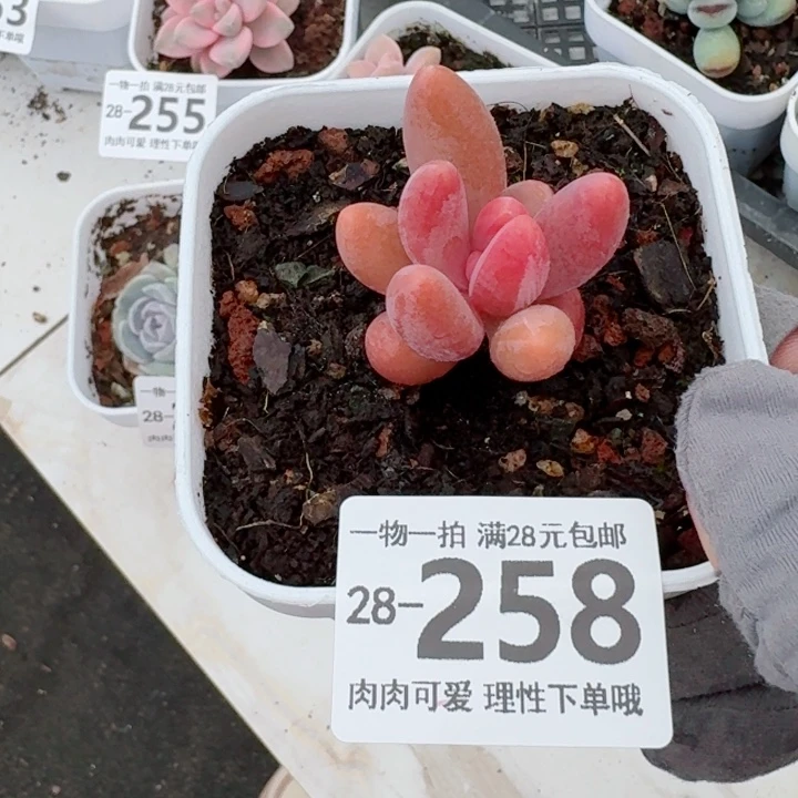 红手指无盆土发货多