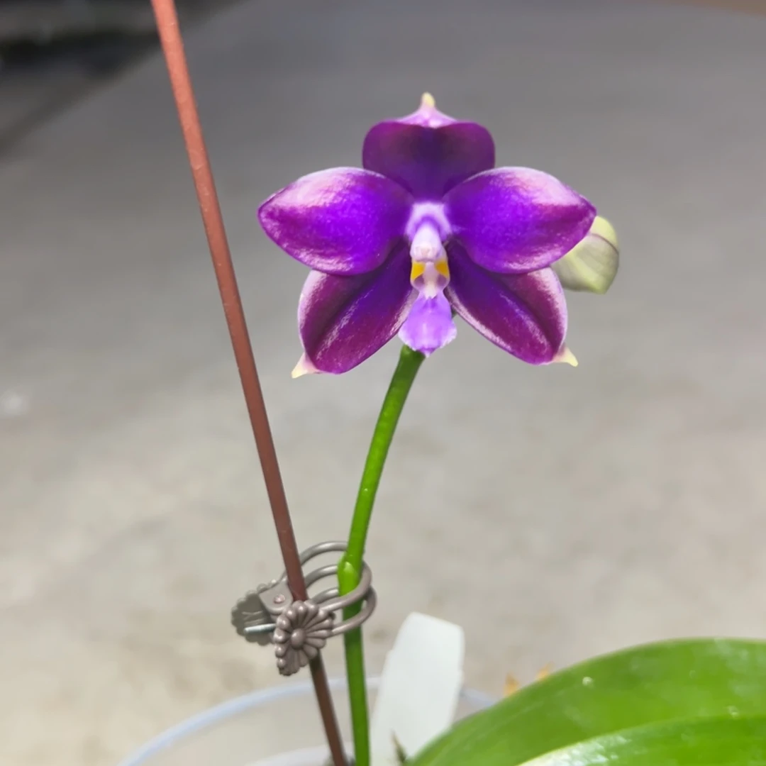 完全开放l027三寸ys1199