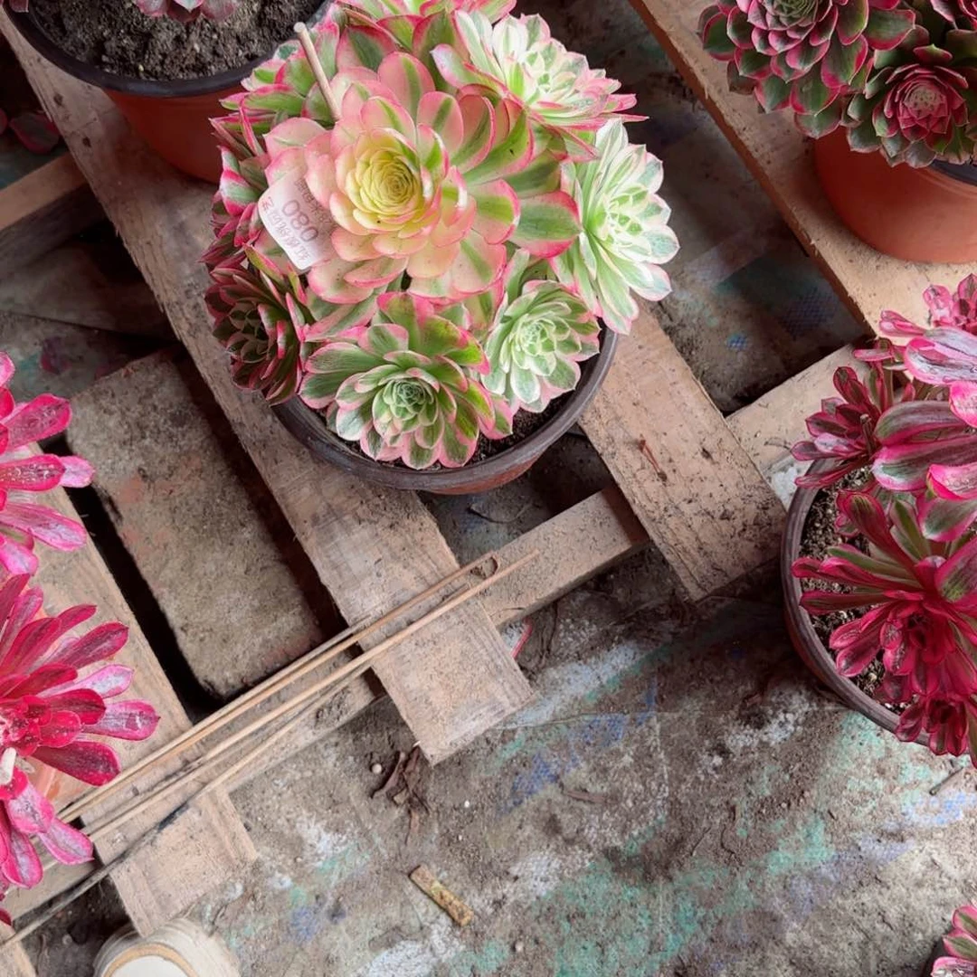 安*儿海鲜法师多肉080