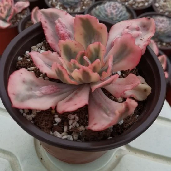 舞会红裙超白覆轮锦单头带根