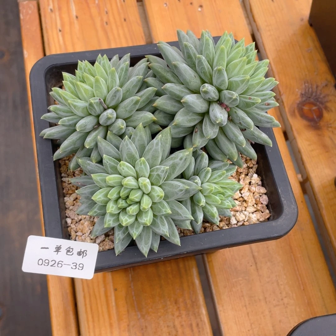 ?**洋0926-39-青花瓷。。。。。，
