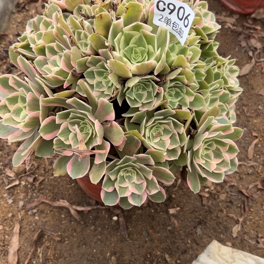 906多肉  粉色锦 不包断头