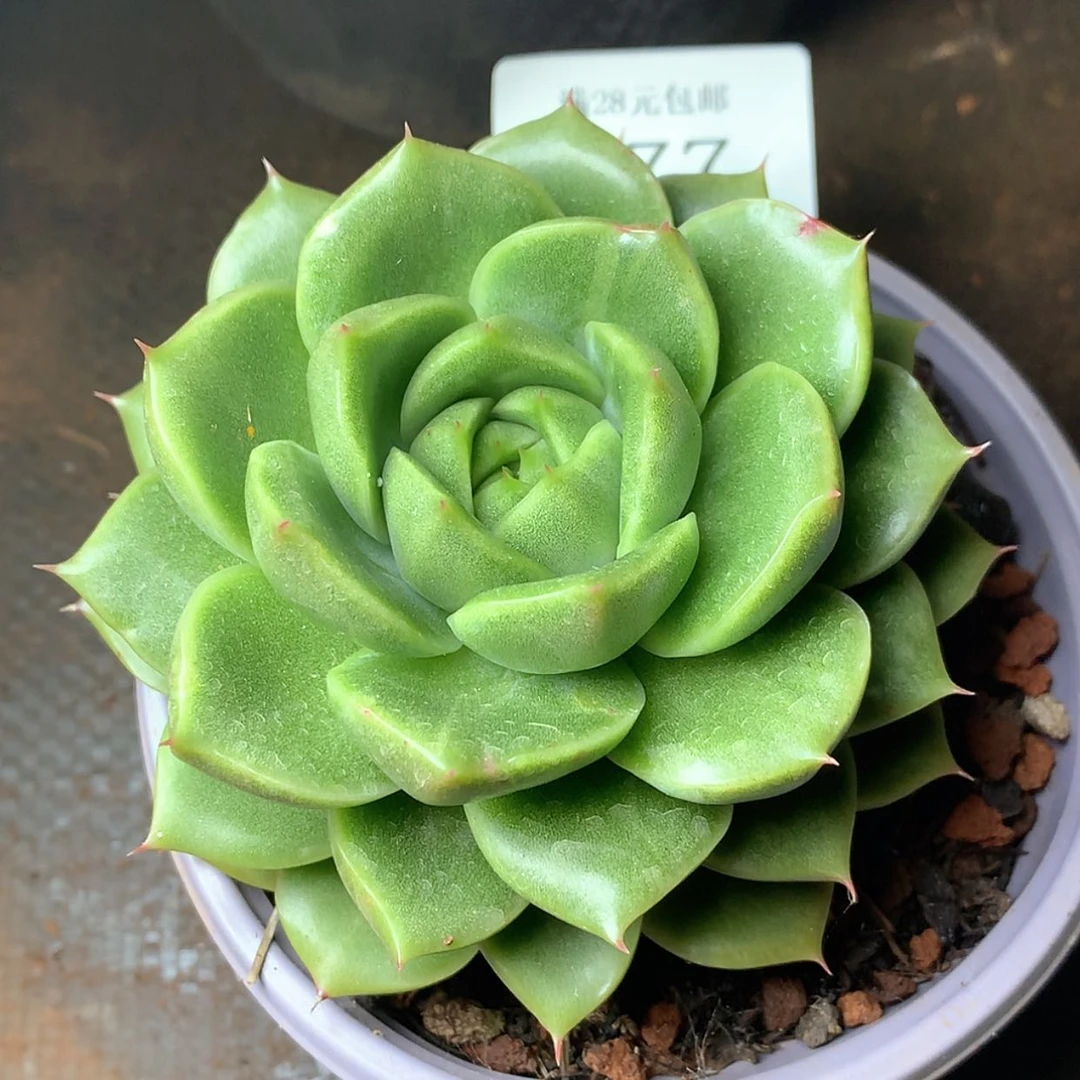 【闪购商品】云577号