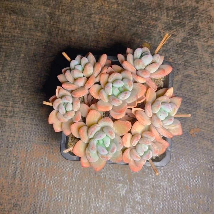 默梅寄养111111111111