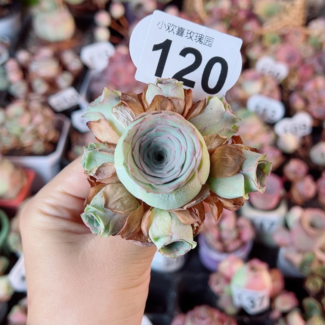 120桃杂手捧花。