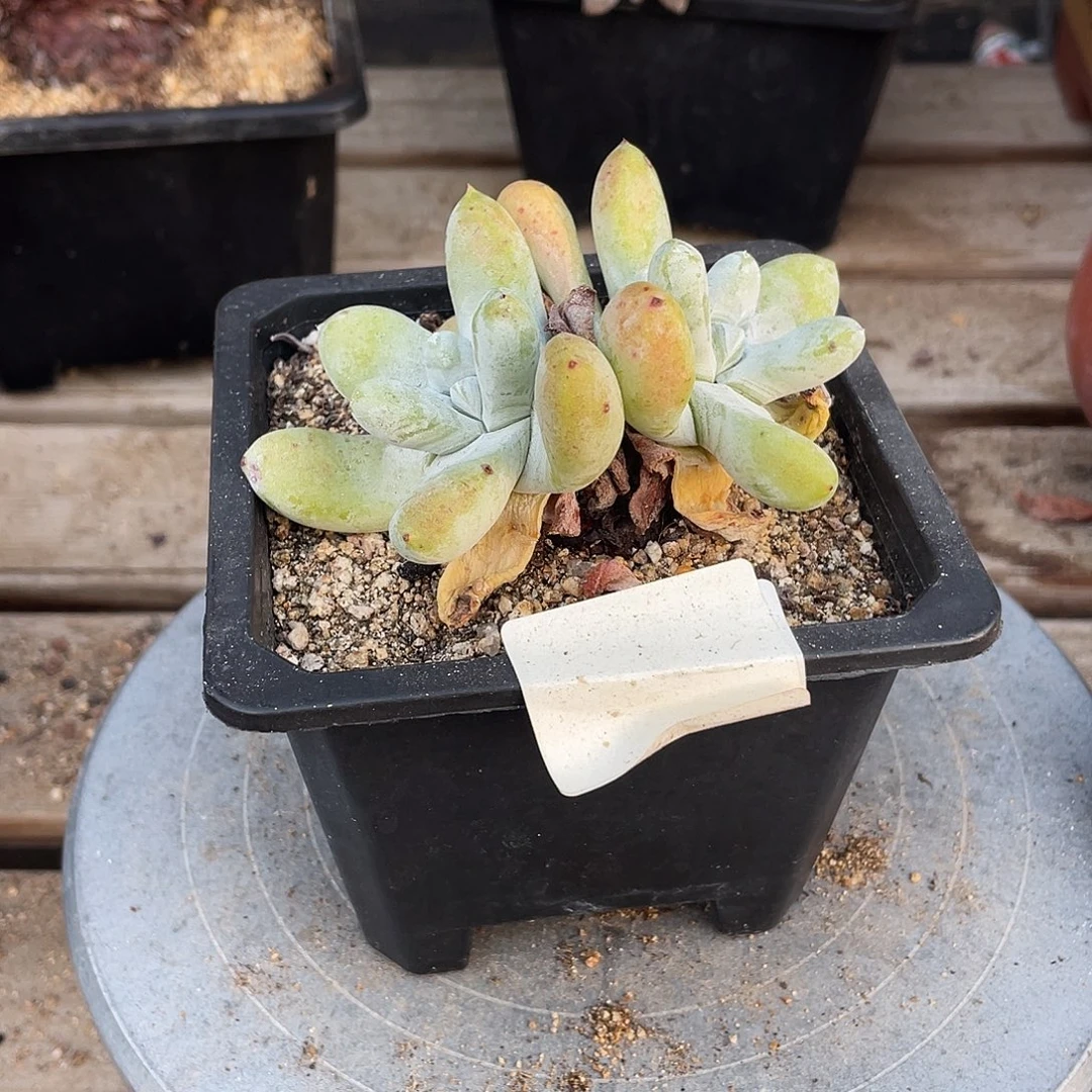 晨溪园艺仙女杯呀