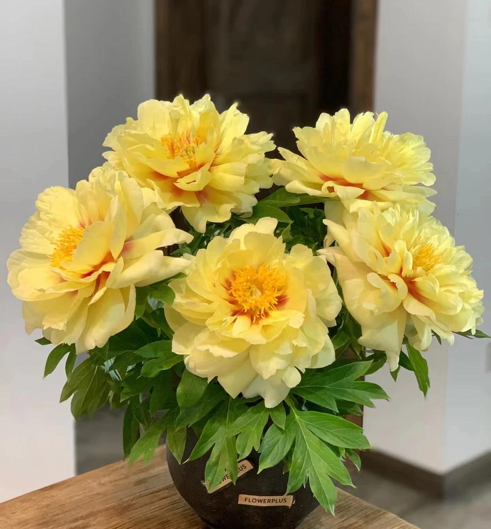 【金桎】黄牡丹 浓香 花大 菏泽基地现货现发 非常漂亮 赠送肥料