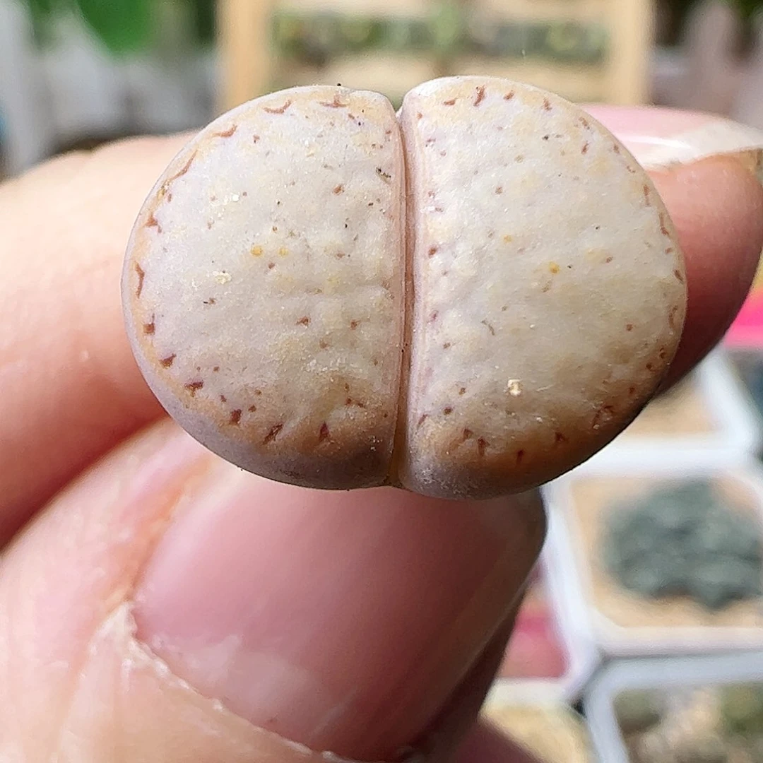 饼干一颗包邮……………………