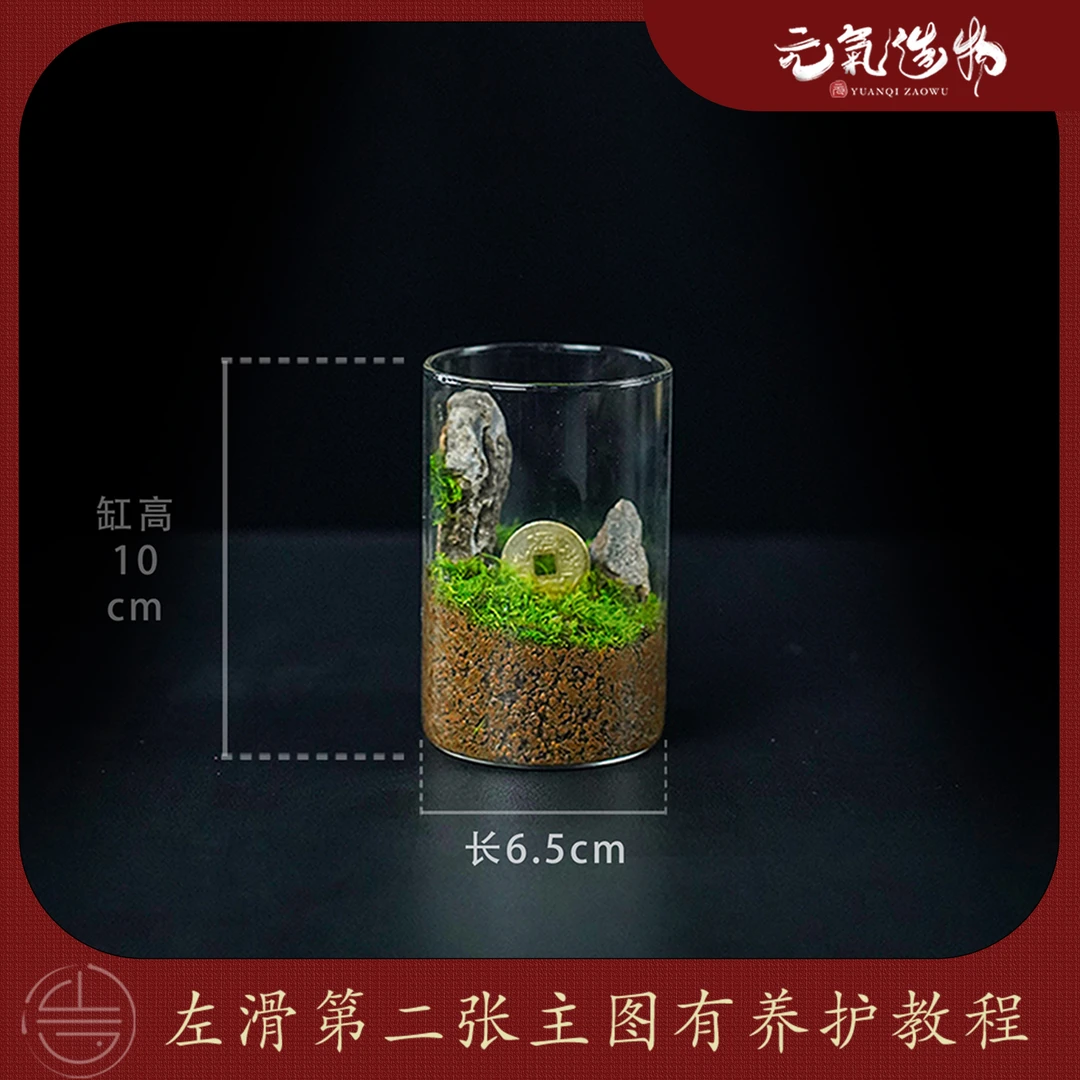 【仙】钱到家—带小摆件精选苔藓真石成品真植物【尺寸：6.5*10】