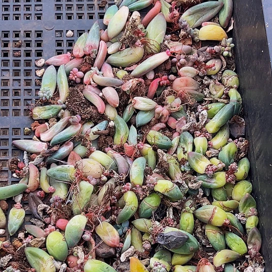 颗美人系列多肉植物