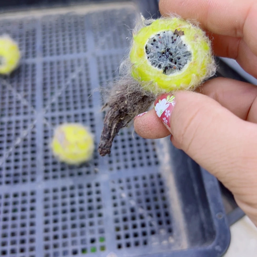 下96毛花柱种夹软黑无售后20包邮