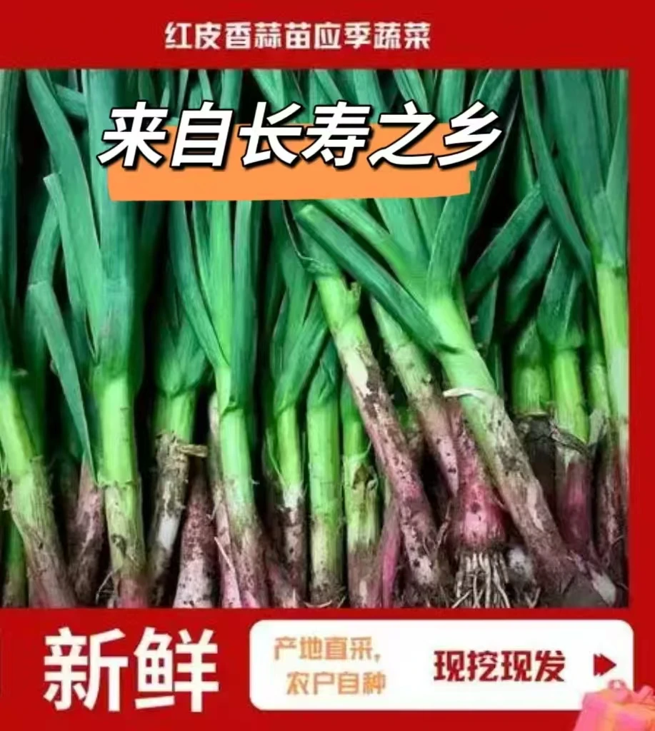 （现挖红根蒜苗）农家菜大蒜新鲜蒜苗农家露天自种青蒜红皮大蒜蔬菜
