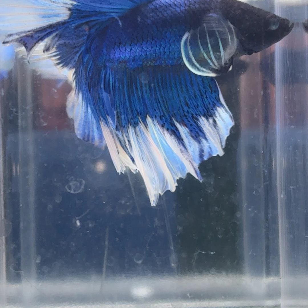 斗鱼泰国斗鱼直播90