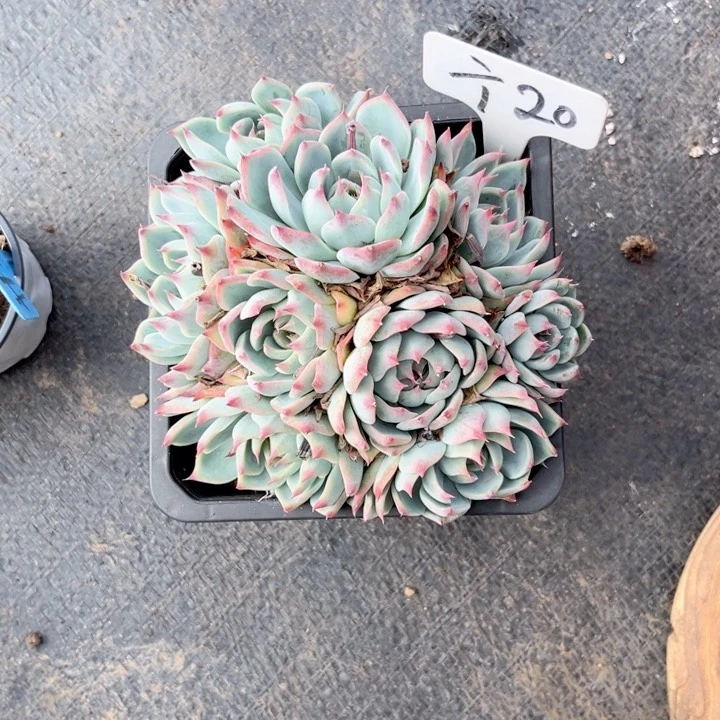 晨语多肉一1物一拍=20