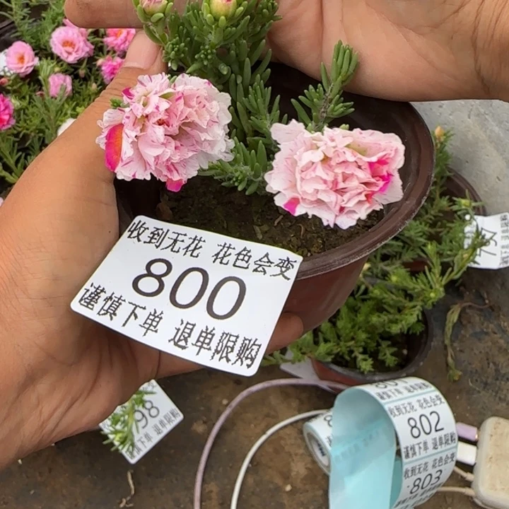 无花朵800超小苗盆口10cm