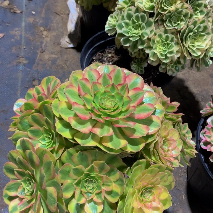 无花朵轮回000000