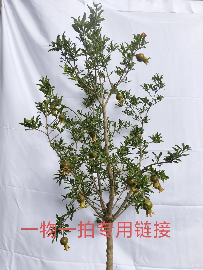 大红袍宫灯紫玉南方北方种植