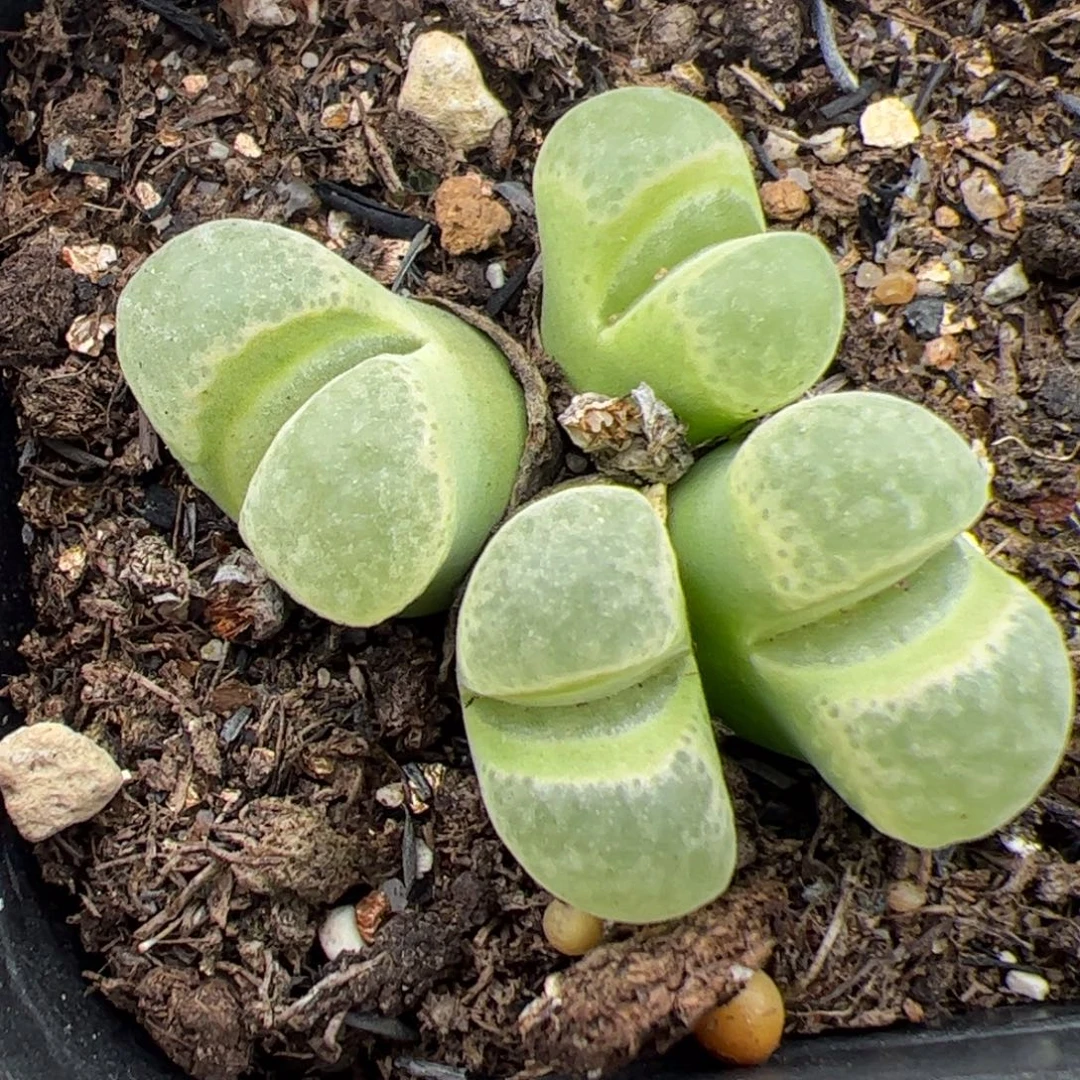 031号风铃 开播福利 多肉植物