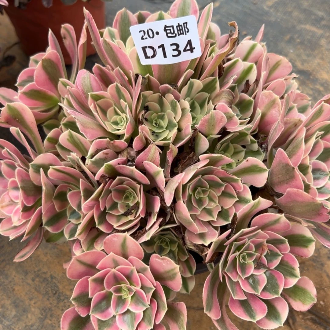 134女巫，满20包邮